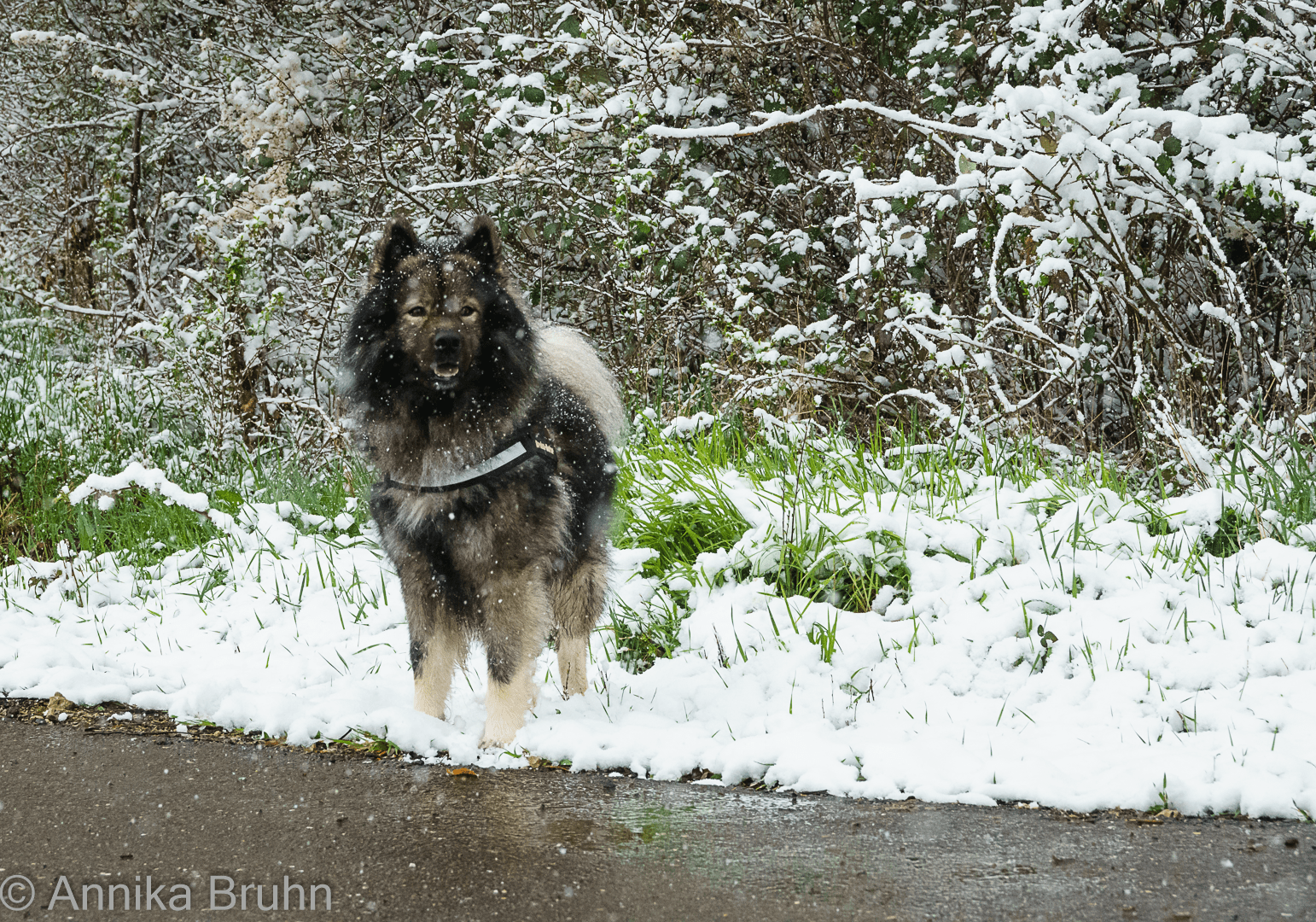 Q und der erste Schnee in diesem Jahr!